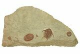 Red Foulonia Trilobite With Asaphellus - Fezouata Formation #270133-1